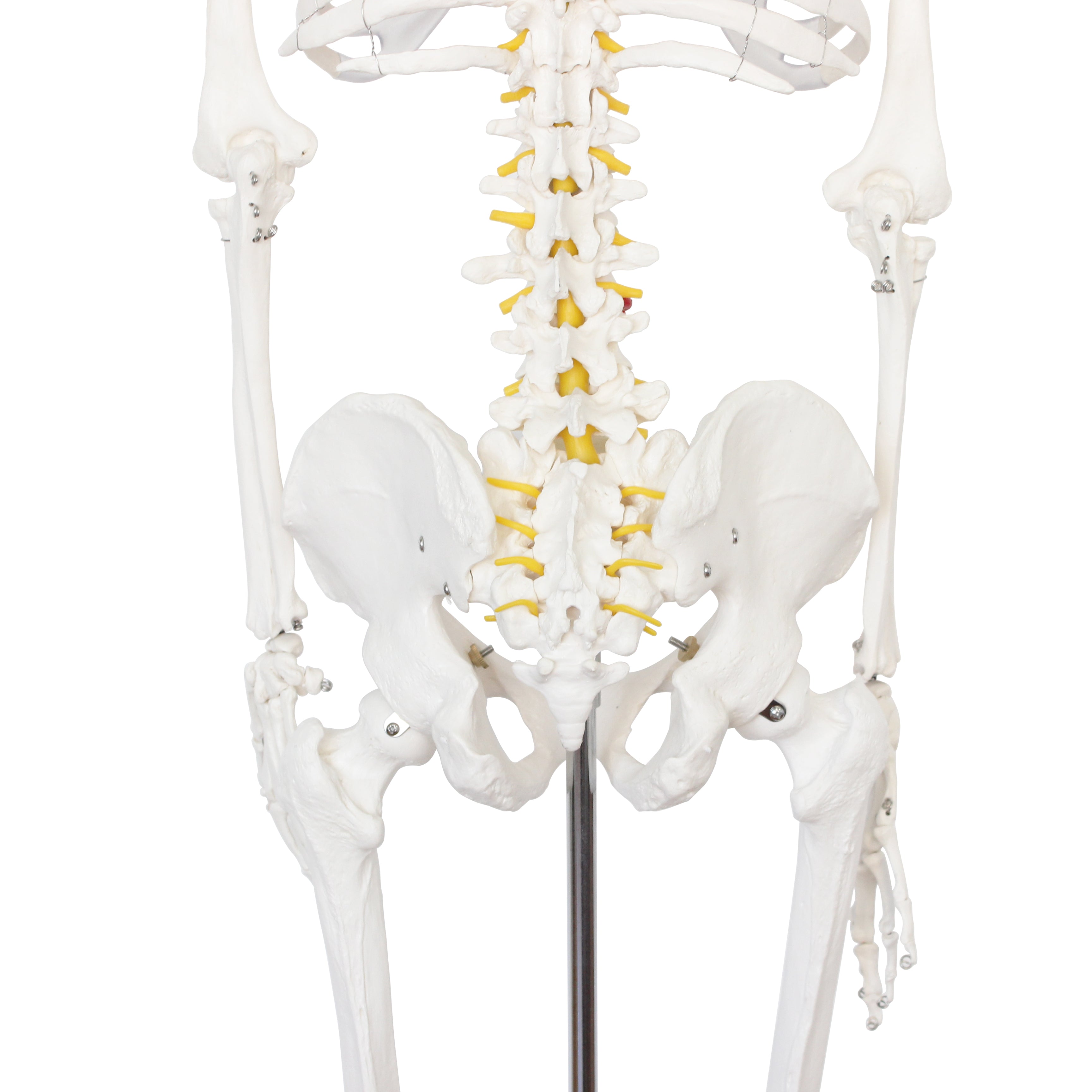 Full Size Large Skeleton Model