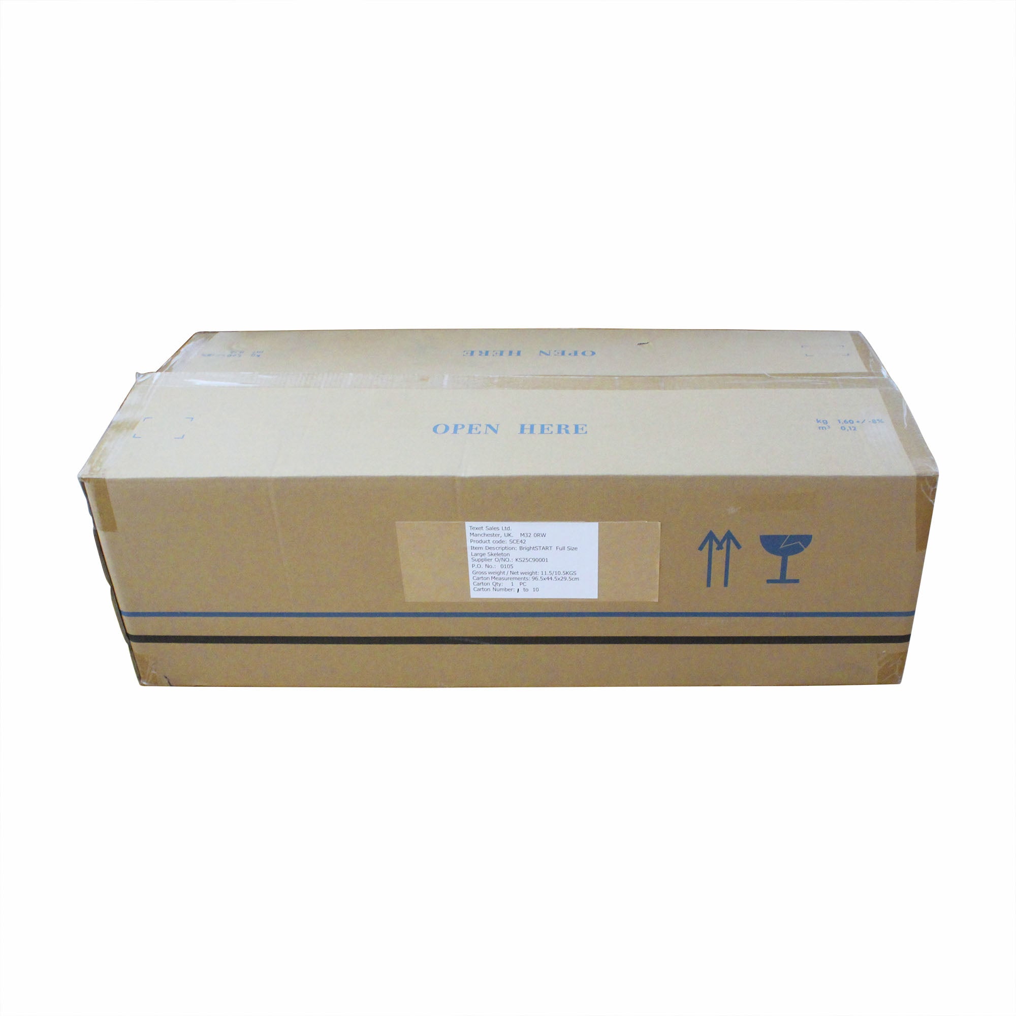 Full Size Large Skeleton Model